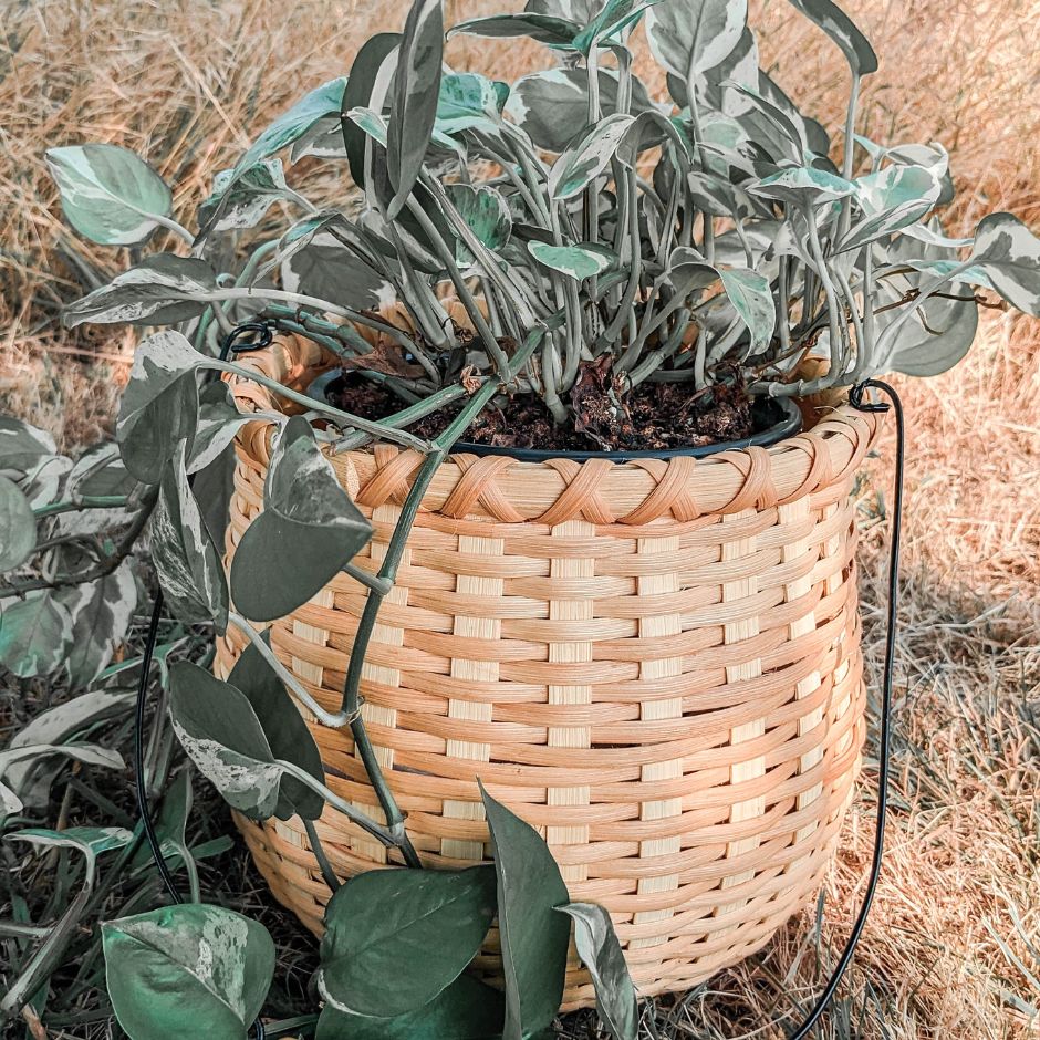 A bean pot basket sits in a the grass holding a Pathos potted plant.