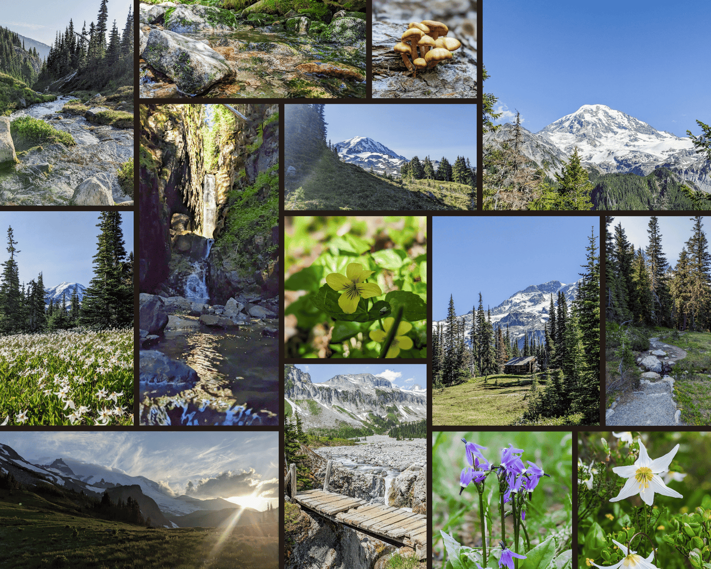 Limited Edition Mount Rainier Inspired Reed Collection