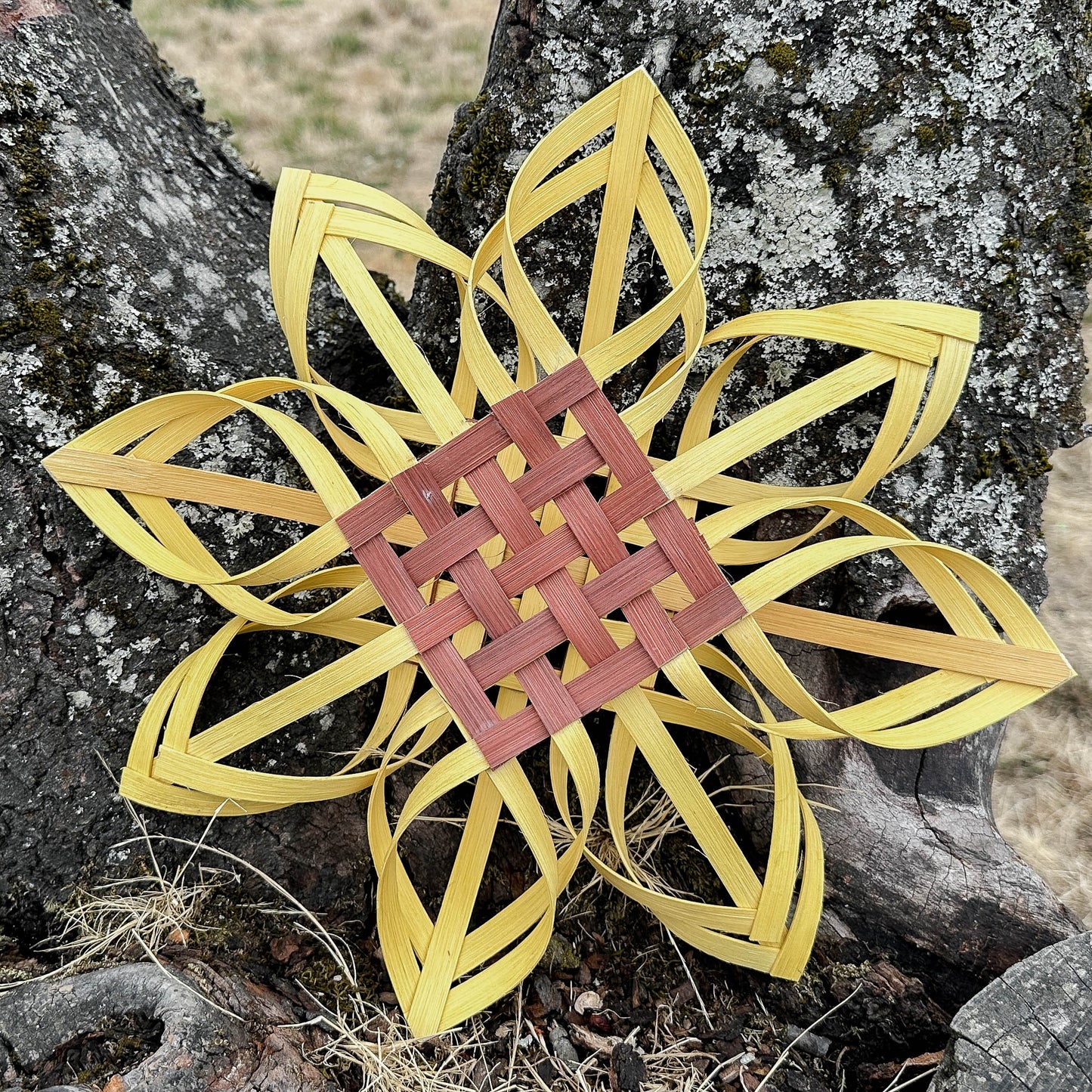 Limited Edition Sunflowers