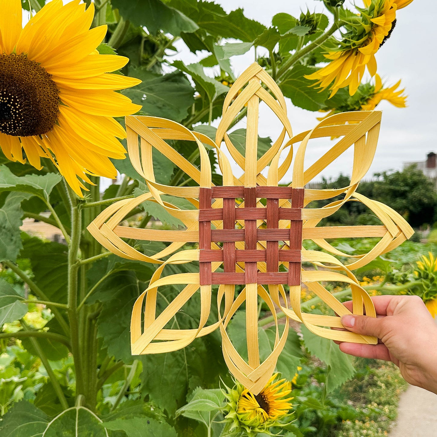 Limited Edition Sunflowers