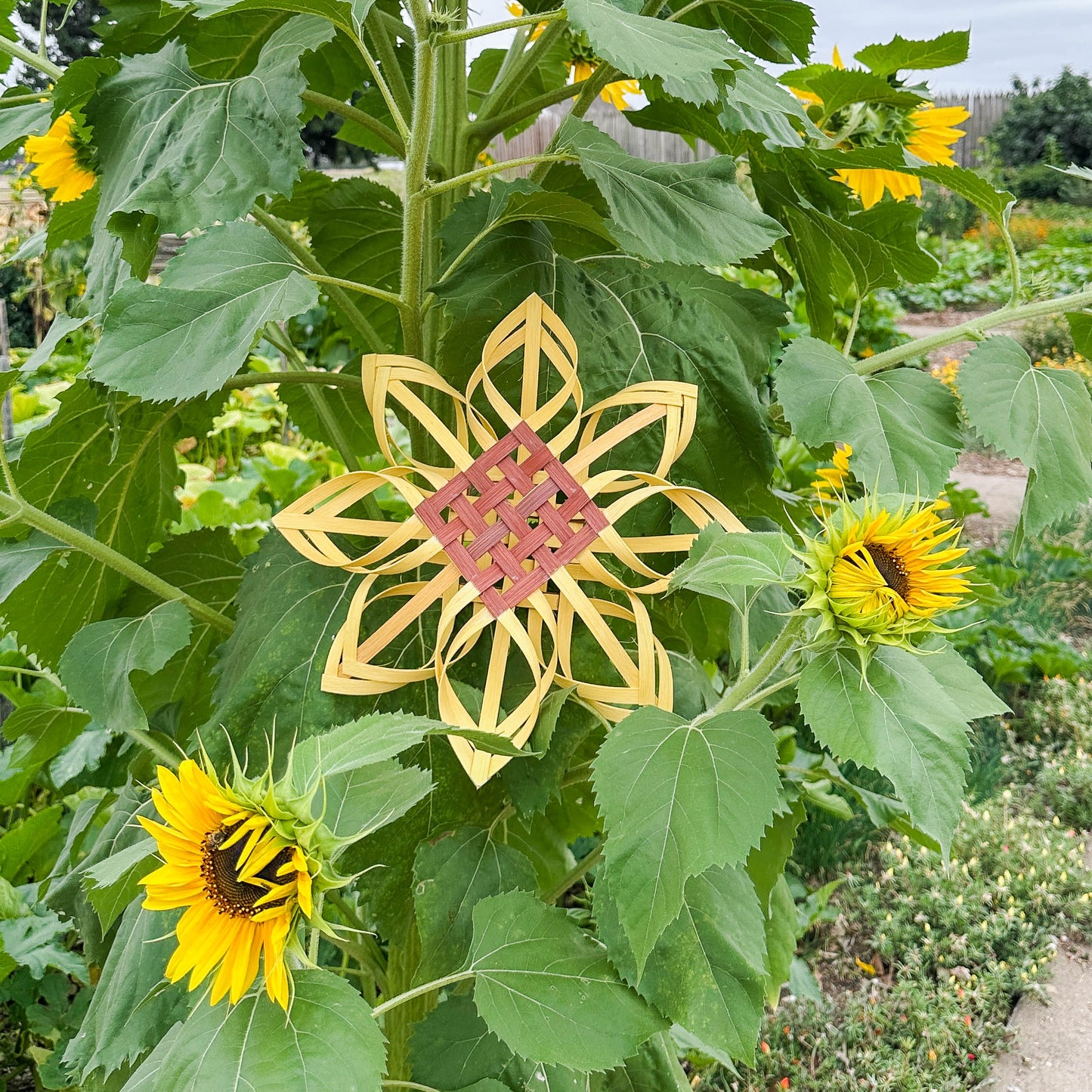 Limited Edition Sunflowers
